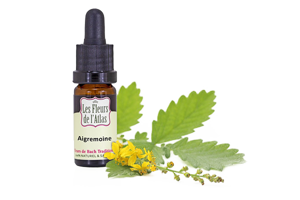 Fleurs de l’Atlas - Aigremoine