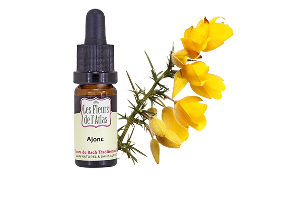 Fleurs de l’Atlas - Ajonc
