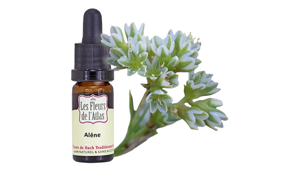 Fleurs de l’Atlas - Alene