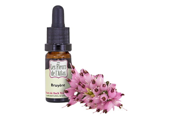 Fleurs de l’Atlas - Bruyere