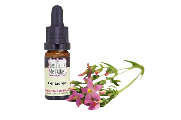 Fleurs de l’Atlas - Centaurée