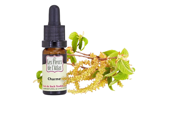 Fleurs de l’Atlas - Charme