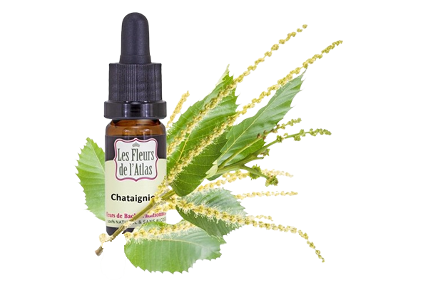 Fleurs de l’Atlas - Chataignier