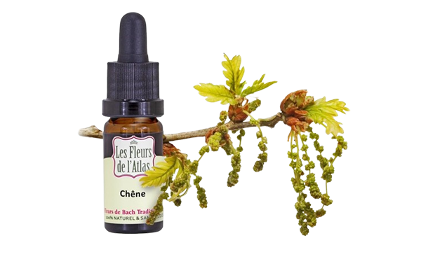 Fleurs de l’Atlas - Chene