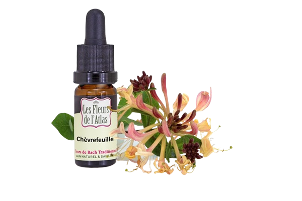 Fleurs de l’Atlas - Chevrefeuille