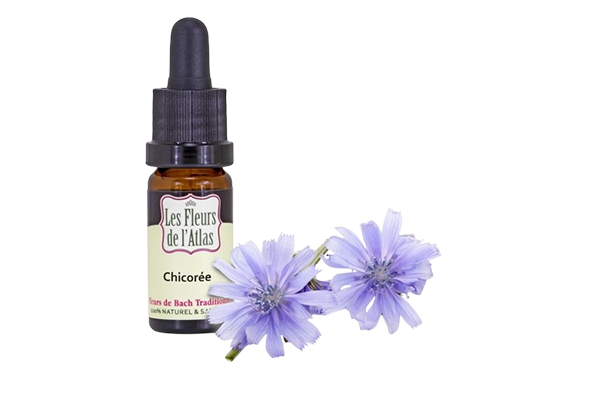 Fleurs de l’Atlas - Chicorée