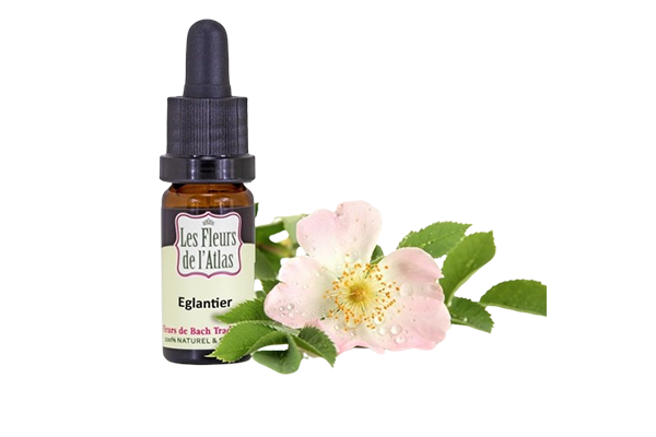 Fleurs de l’Atlas - Eglantier