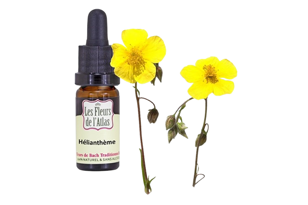 Fleurs de l’Atlas - Heliantheme