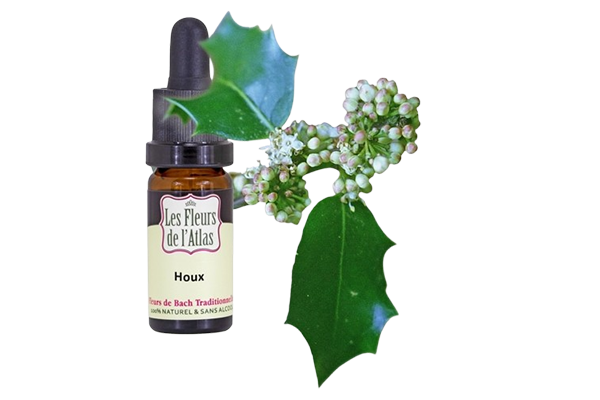 Fleurs de l’Atlas - Houx