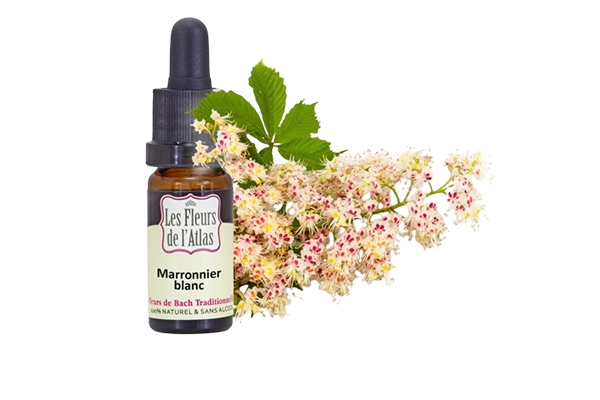 Fleurs de l’Atlas - Marronnier Blanc