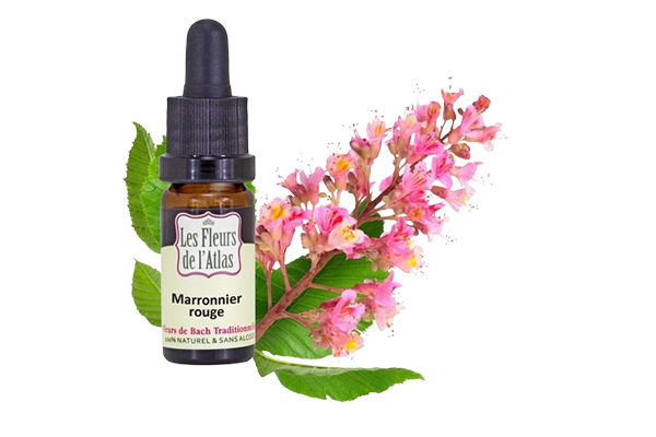 Fleurs de l’Atlas - Marronnier Rouge