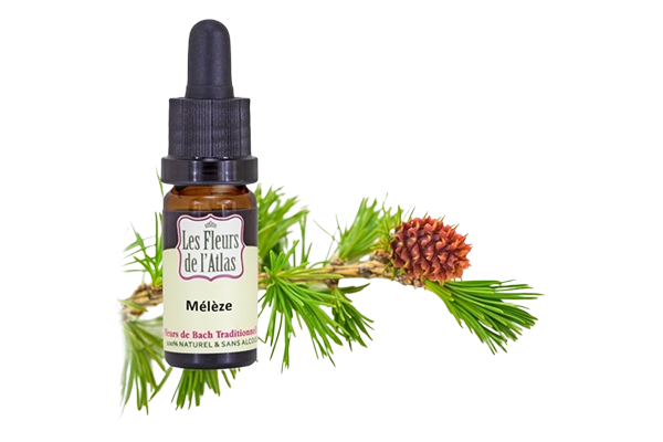 Fleurs de l’Atlas - Mélèze