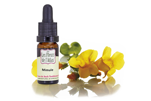 Fleurs de l’Atlas - Mimule