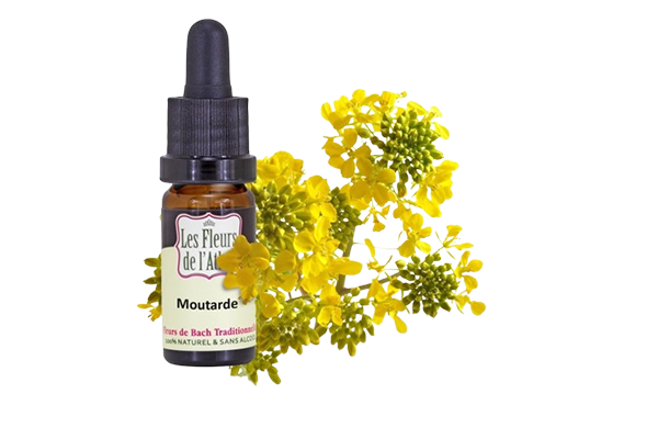 Moutarde Bio – Élixir floral tristesse inexpliquée | Fleurs de l’Atlas