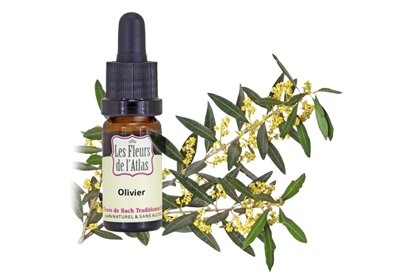 Fleurs de l’Atlas - Olivier