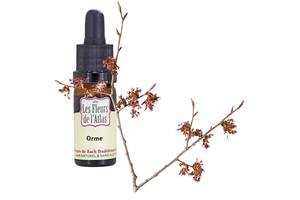 Fleurs de l’Atlas - Orme