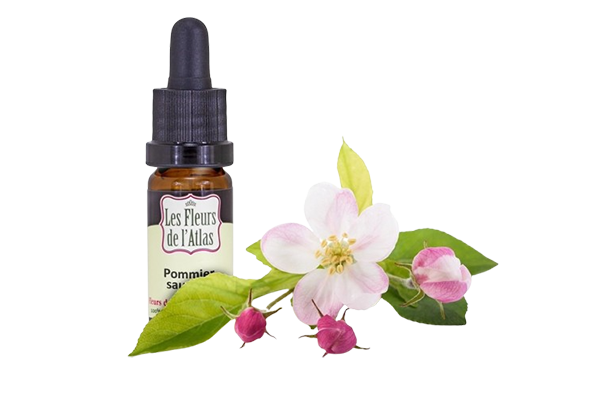 Fleurs de l’Atlas - Pommier Sauvage