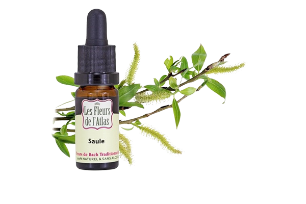Fleurs de l’Atlas - Saule