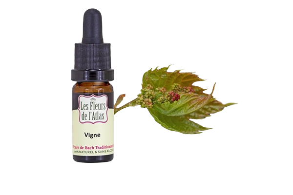 Fleurs de l’Atlas - Vigne