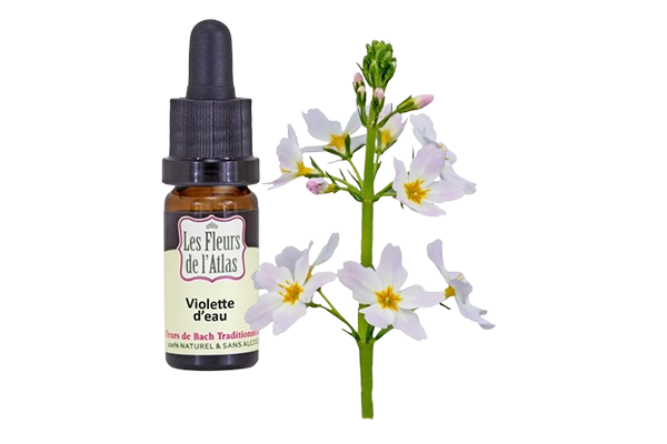 Fleurs de l’Atlas - Violette D’Eau